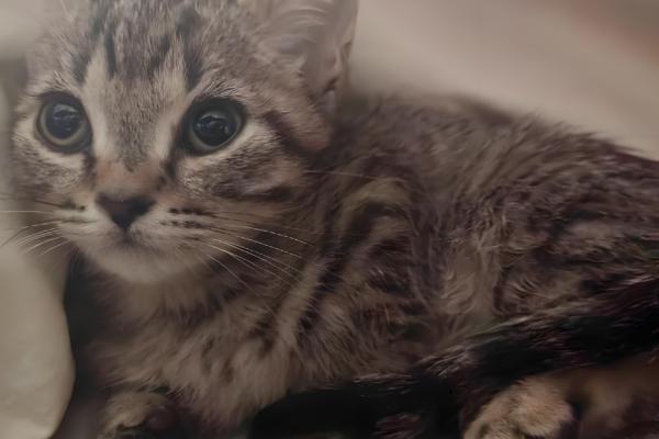 母猫适合什么时候绝育，6-7月龄首次发情时便可做手术