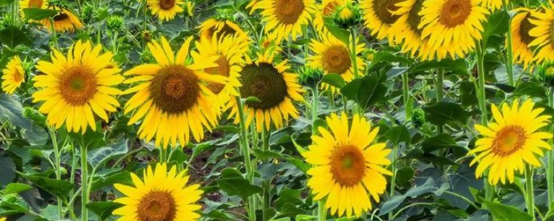 向日葵叶子发黄如何解决，受到暴晒时要转移到阴凉处养护