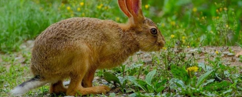 野兔喜欢在什么天气活动,常在晴天深夜或凌晨觅食
