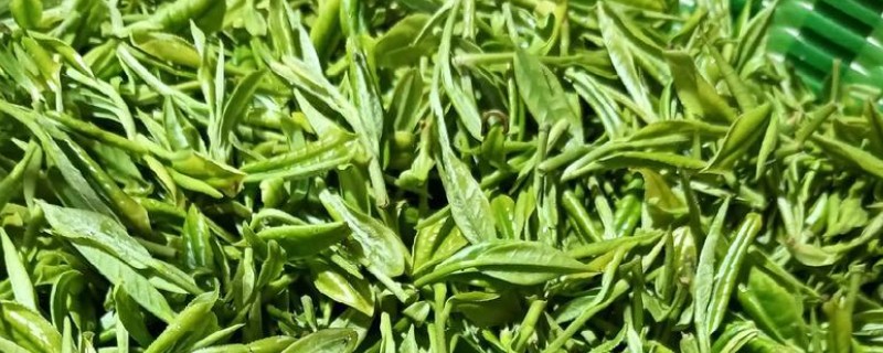 绿茶有哪些种类，有碧螺春茶、六安瓜片等