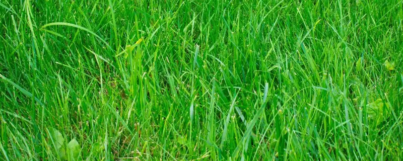 草为什么会绿,是叶片内含有叶绿素