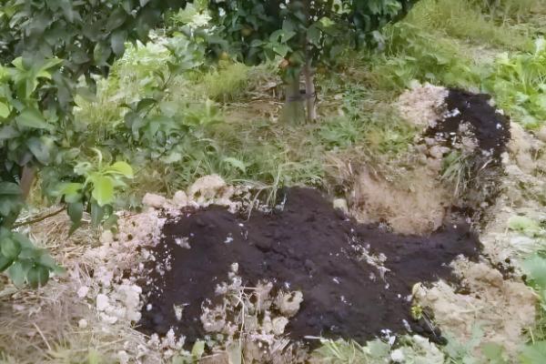 果树怎么施肥，萌芽前主施氮肥