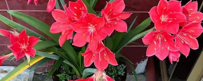 为什么紫根兰不开花，可能是土壤板结所致