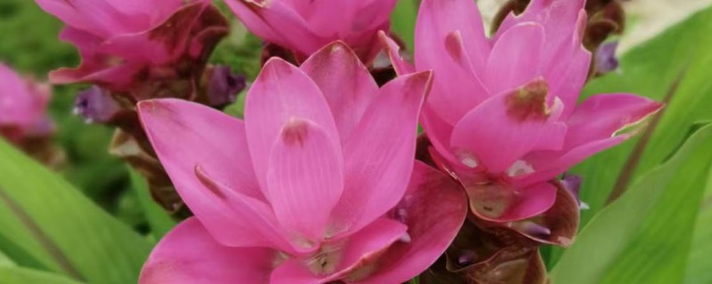 怎么盆栽姜荷花，选择砂质酸性土壤种植