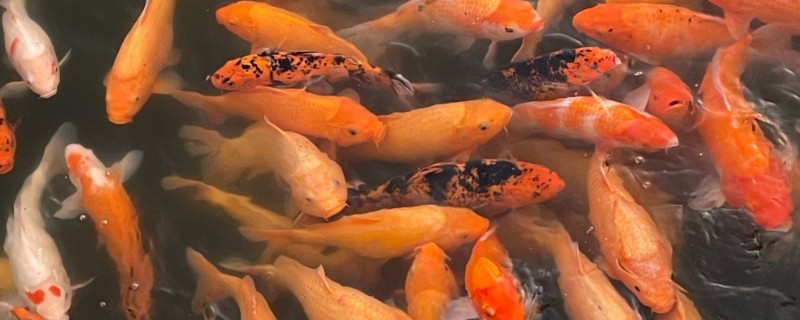 锦鲤和锦鲫有什么区别,前者原产于日本、后者原产于中国