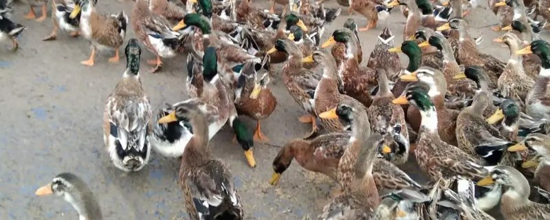 饲养肉鸭怎么搭配饲料，一般用玉米、菜饼、麸皮等材料去配制