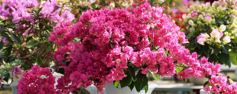 三角花的养殖技巧,生长季节还应及时追肥