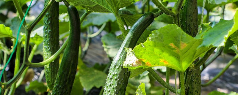 大棚黄瓜怎么选择地膜，冬季使用白地膜比较好