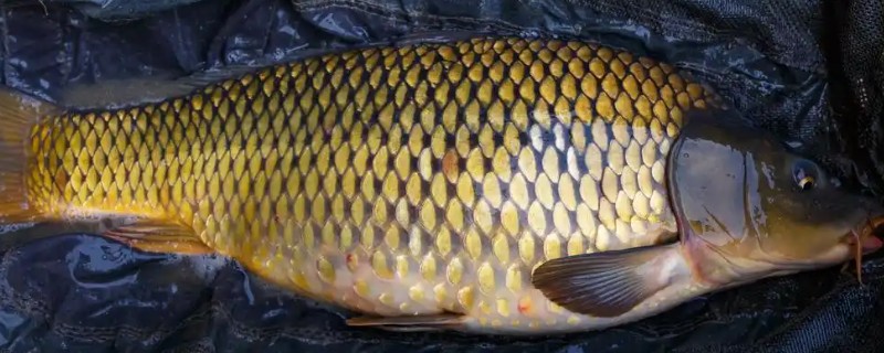 鲤鱼喜欢吃什么天然饵料,玉米、麦粒、红薯等种类都适合使用