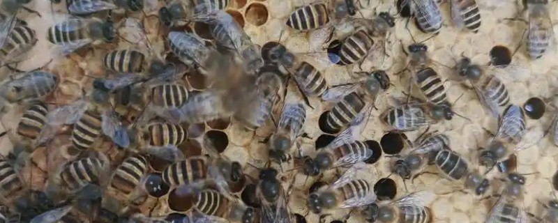 阿坝中蜂的优缺点,其分蜂性弱