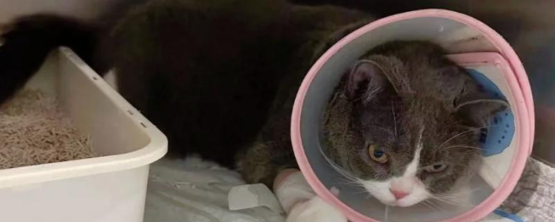 猫咪肾衰竭产生的原因,有些是先天性的有些是家族遗传的