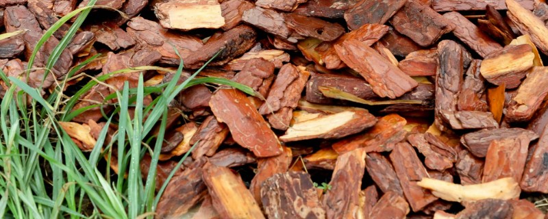 松树皮开水煮了可以直接用吗,可以直接用