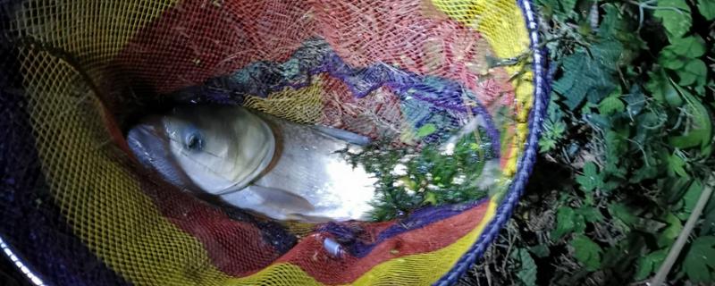 秋季晚上如何垂钓鲢鳙，鱼漂下顿时先遛鱼再提竿