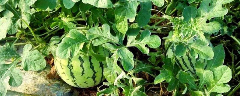 什么品种的西瓜苗最好,推荐早春红玉、黑美人等