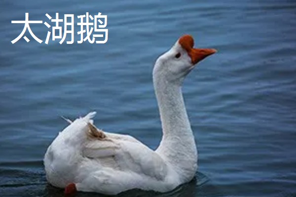 如何提高蛋鹅的产蛋量，要采取科学合理的光照