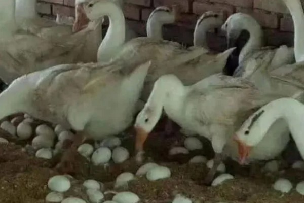 如何提高蛋鹅的产蛋量，要采取科学合理的光照