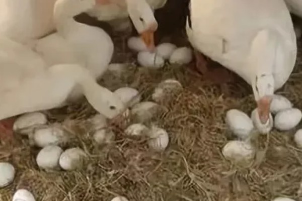 如何提高蛋鹅的产蛋量，要采取科学合理的光照