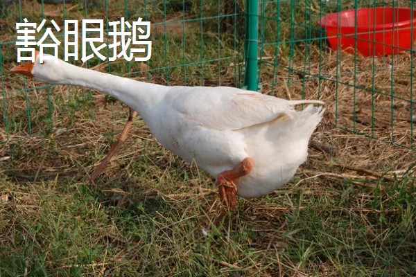 如何提高蛋鹅的产蛋量，要采取科学合理的光照