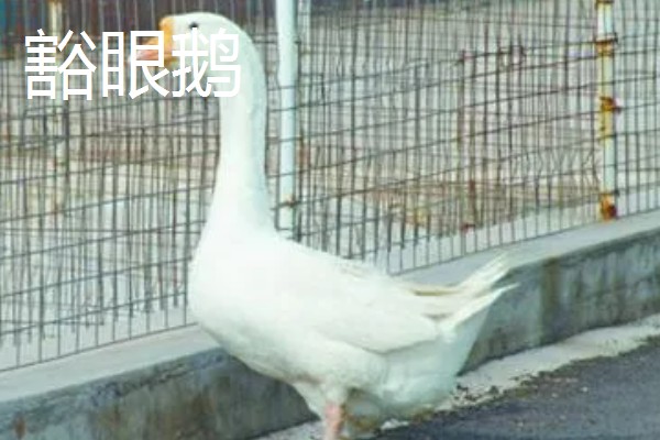 如何提高蛋鹅的产蛋量，要采取科学合理的光照