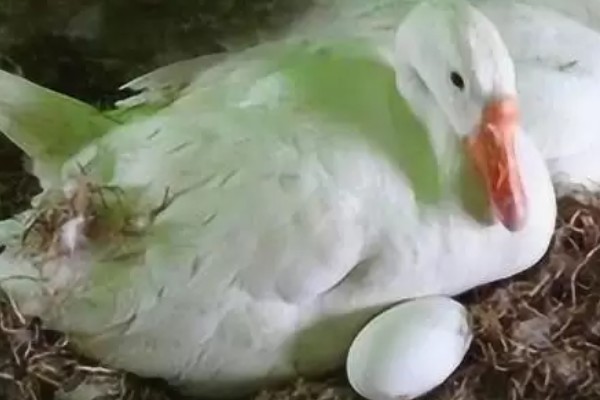 如何提高蛋鹅的产蛋量，要采取科学合理的光照