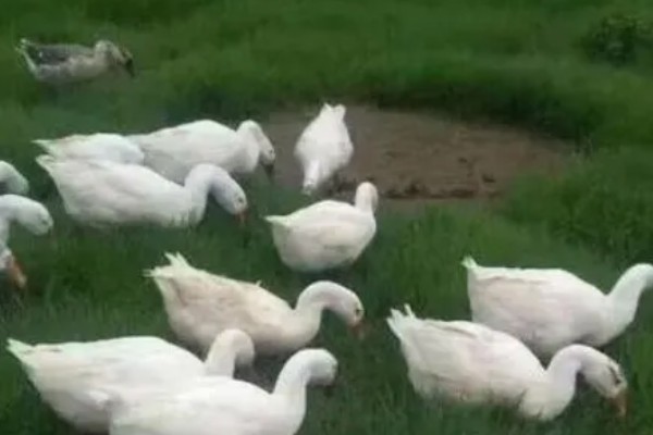 如何提高蛋鹅的产蛋量，要采取科学合理的光照