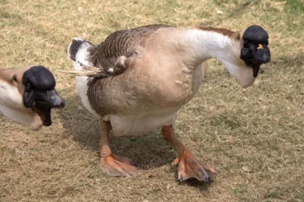 如何提高蛋鹅的产蛋量，要采取科学合理的光照