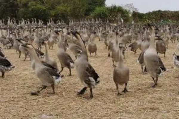 如何提高蛋鹅的产蛋量，要采取科学合理的光照