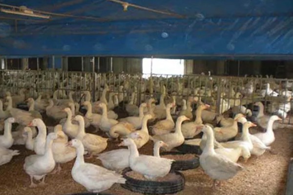 如何提高蛋鹅的产蛋量，要采取科学合理的光照