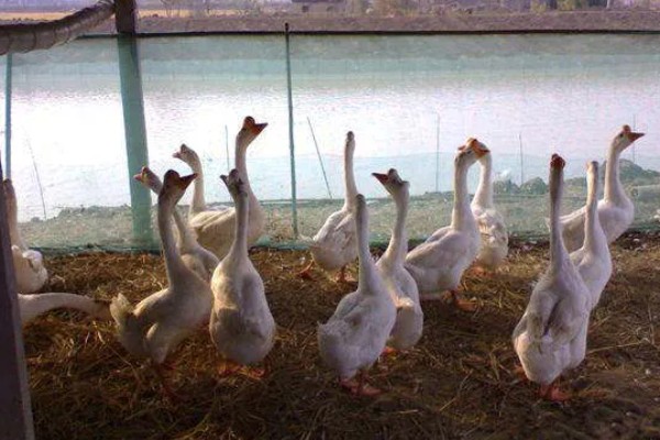 如何提高蛋鹅的产蛋量，要采取科学合理的光照