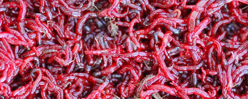 什么是红虫,一般有摇蚊幼虫、水蚤、水蚯蚓三种