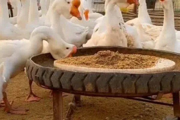 如何提高蛋鹅的产蛋量，要采取科学合理的光照