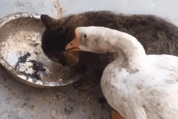 如何提高蛋鹅的产蛋量，要采取科学合理的光照