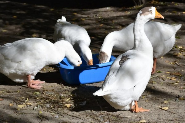 如何提高蛋鹅的产蛋量，要采取科学合理的光照