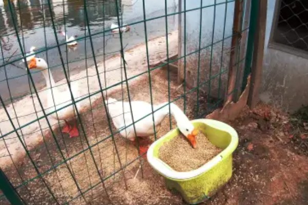 如何提高蛋鹅的产蛋量，要采取科学合理的光照