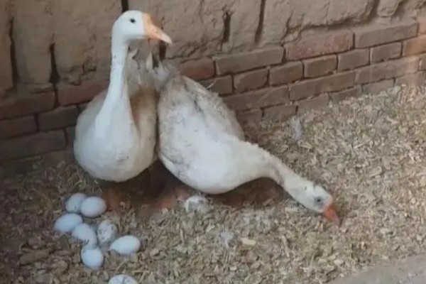 如何提高蛋鹅的产蛋量，要采取科学合理的光照