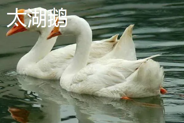 如何提高蛋鹅的产蛋量，要采取科学合理的光照