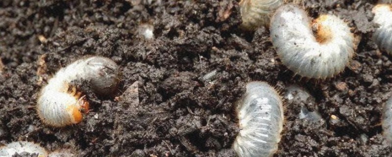 地里有虫子如何处理,防治蚜虫可喷施杀蚜松等药物