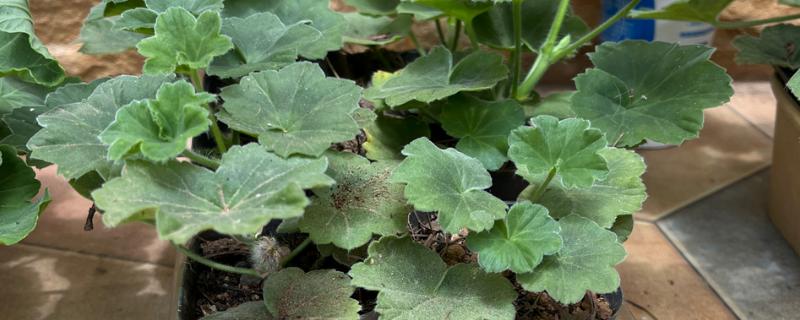 天竺葵如何扦插，在夏季的6-7月份进行