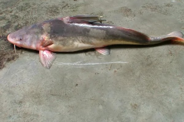 长吻鮠的读音，读作cháng wěn wéi