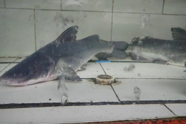 长吻鮠的读音，读作cháng wěn wéi