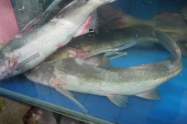 长吻鮠的读音，读作cháng wěn wéi