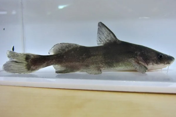 长吻鮠的读音，读作cháng wěn wéi