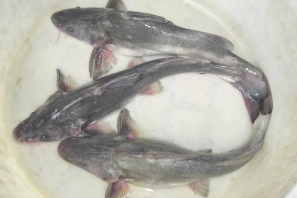 长吻鮠的读音，读作cháng wěn wéi