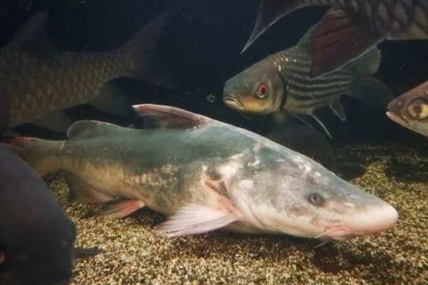 长吻鮠的读音，读作cháng wěn wéi