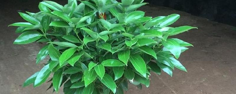 平安树适合放在客厅吗，适合放置在客厅的