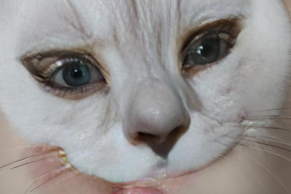 猫鼻支和猫感冒的区别，前者流浓鼻涕、后者流清鼻涕