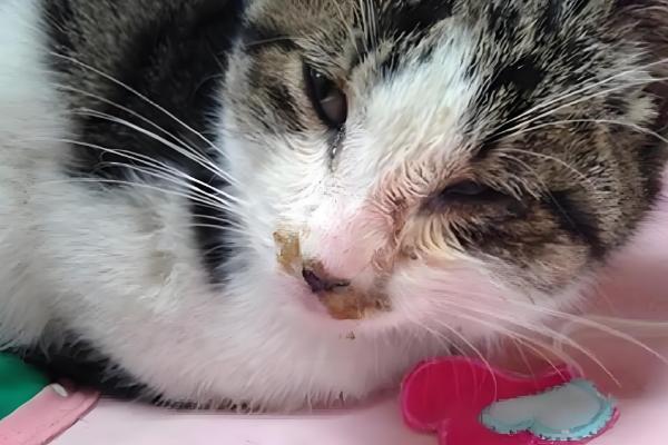 猫鼻支和猫感冒的区别，前者流浓鼻涕、后者流清鼻涕