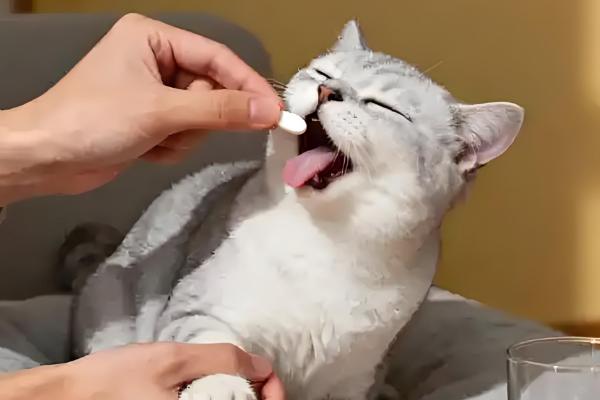 猫鼻支和猫感冒的区别，前者流浓鼻涕、后者流清鼻涕