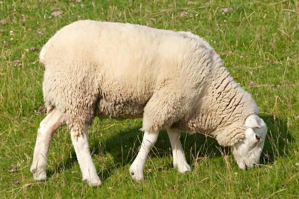 羊一年的产羔次数，不同品种的繁殖能力有区别