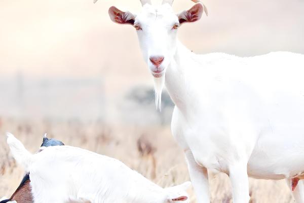 羊一年的产羔次数，不同品种的繁殖能力有区别